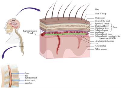 Meningeal T cells function in the central nervous system homeostasis and neurodegenerative diseases